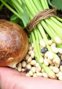 Cómo cosechar y conservar semillas para el huerto del próximo año: guía práctica y amigable