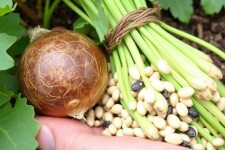 Cómo cosechar y conservar semillas para el huerto del próximo año: guía práctica y amigable