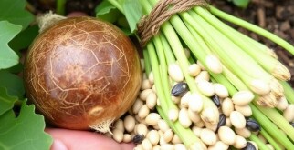 Cómo cosechar y conservar semillas para el huerto del próximo año: guía práctica y amigable