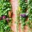 Vertikales Gärtnern: Platz sparen mit Kletterpflanzen — Guía práctica y creativa para ahorrar espacio con plantas trepadoras