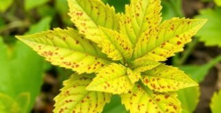 Enfermedades Comunes de las Plantas del Huerto y su Tratamiento: Guía práctica para salvar tu cosecha