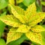 Enfermedades Comunes de las Plantas del Huerto y su Tratamiento: Guía práctica para salvar tu cosecha