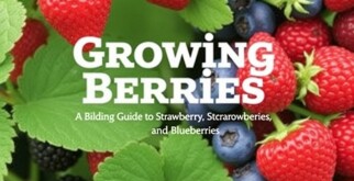 Guía para cultivar frutos rojos: fresas, frambuesas y arándanos para el jardín y la terraza
