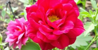 Les plantes compagnes : lesquelles associer au potager ?