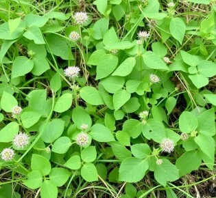 Dealing with Common Weeds: Identificación y eliminación orgánica que realmente funciona