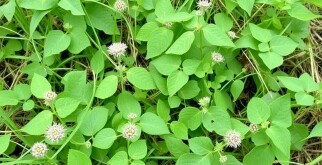 Dealing with Common Weeds: Identificación y eliminación orgánica que realmente funciona