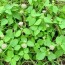 Dealing with Common Weeds: Identificación y eliminación orgánica que realmente funciona