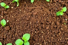 Abonos Orgánicos: Tipos y Cómo Aplicarlos para un Huerto Saludable