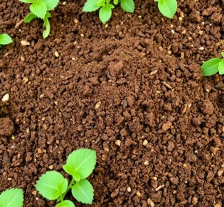 Abonos Orgánicos: Tipos y Cómo Aplicarlos para un Huerto Saludable
