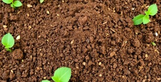 Abonos Orgánicos: Tipos y Cómo Aplicarlos para un Huerto Saludable