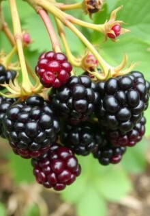 Как вырастить ежевику на участке: от выбора сорта до сбора урожая