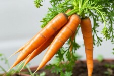 Cultivo de Zanahorias: Todo lo que Necesitas Saber para Lograr la Mejor Cosecha