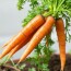 Cultivo de Zanahorias: Todo lo que Necesitas Saber para Lograr la Mejor Cosecha