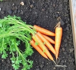 Как вырастить морковь на участке: секреты и советы для успешного урожая