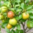 Les arbres fruitiers nains pour petits espaces: A Friendly Guide to Growing Big Flavor in Tiny Gardens