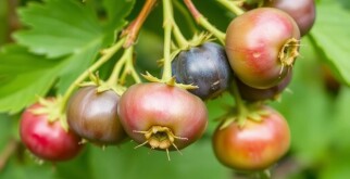 Как правильно ухаживать за крыжовником: полное руководство для садоводов