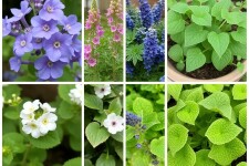 10 Plantas Aromáticas Fáciles de Cultivar en Casa: Tu Huerto de Aromas en Maceta