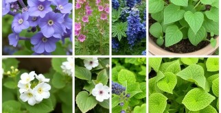 10 Plantas Aromáticas Fáciles de Cultivar en Casa: Tu Huerto de Aromas en Maceta