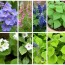 10 Plantas Aromáticas Fáciles de Cultivar en Casa: Tu Huerto de Aromas en Maceta