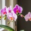 Cuidados Básicos de las Orquídeas para que Florezcan
