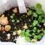 Comment faire son propre compost en appartement (lombricomposteur)? — The Complete, Friendly Guide to Vermicomposting Indoors