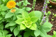 Companion Planting: Las mejores parejas de plantas para un jardín realmente saludable