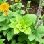 Companion Planting: Las mejores parejas de plantas para un jardín realmente saludable