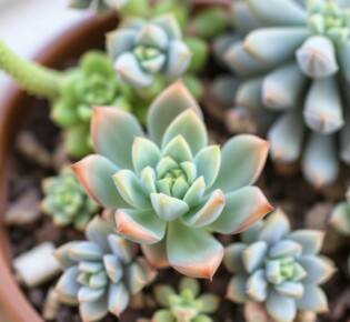 Sukkulenten und Kakteen richtig pflegen: Guía práctica y amena para amantes de las plantas