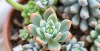 Sukkulenten und Kakteen richtig pflegen: Guía práctica y amena para amantes de las plantas