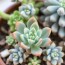 Sukkulenten und Kakteen richtig pflegen: Guía práctica y amena para amantes de las plantas