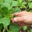 Control natural de plagas para tu huerto de hortalizas: métodos sencillos, efectivos y respetuosos