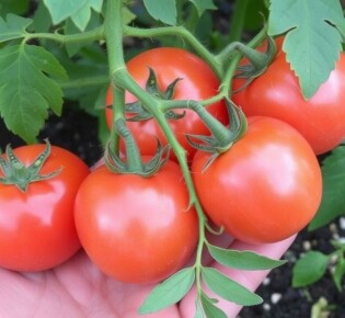 Tomaten anbauen: Von der Aussaat bis zur Ernte — La guía práctica para cultivar tomates en tu huerto y en macetas