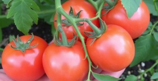 Tomaten anbauen: Von der Aussaat bis zur Ernte — La guía práctica para cultivar tomates en tu huerto y en macetas