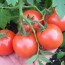 Tomaten anbauen: Von der Aussaat bis zur Ernte — La guía práctica para cultivar tomates en tu huerto y en macetas