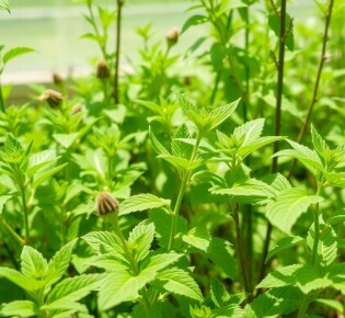 Biologischer Pflanzenschutz ohne Chemie: Cómo proteger tus plantas sin productos químicos