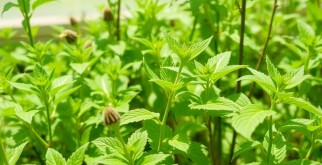 Biologischer Pflanzenschutz ohne Chemie: Cómo proteger tus plantas sin productos químicos