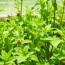 Biologischer Pflanzenschutz ohne Chemie: Cómo proteger tus plantas sin productos químicos