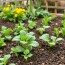 Jardinería orgánica para un huerto más sano: prácticas sencillas y efectivas