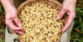 Récolter et conserver ses graines pour l’année suivante — The Friendly, Complete Guide to Saving Seeds