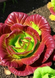 Советы по выращиванию салата: от семян до стола