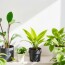 Plantas de Interior que Purifican el Aire de tu Hogar: guía práctica y amigable