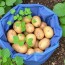 Cómo Cultivar Patatas en un Saco o Contenedor: La Guía Completa para una Cosecha Abundante en Espacios Pequeños