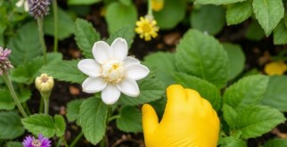 Winter-Proof Your Garden: Préparer son jardin pour l’hiver en 5 étapes