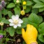Winter-Proof Your Garden: Préparer son jardin pour l’hiver en 5 étapes