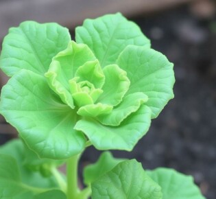 10 verduras fáciles para principiantes: tu primera huerta con éxito