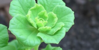 10 verduras fáciles para principiantes: tu primera huerta con éxito