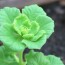 10 verduras fáciles para principiantes: tu primera huerta con éxito