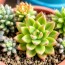 Cómo cultivar y cuidar suculentas y cactus: guía práctica y paso a paso para principiantes y amantes de las plantas