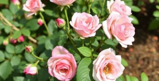 Cómo Podar Rosales para una Floración Abundante