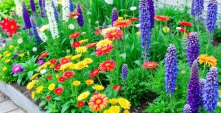 Designing a Perennial Flower Bed That Blooms All Year